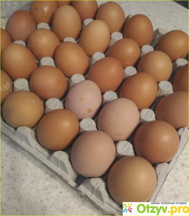 Отзыв о Яйцо куриное С1 365 Дней