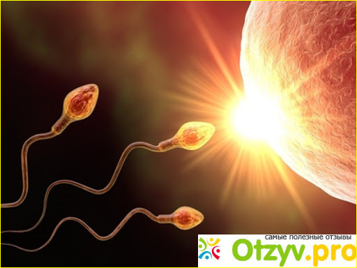 Транспорт спермы зависит от нескольких факторов: