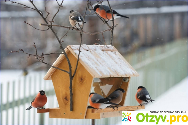 Отзыв о Чем можно кормить птиц зимой?