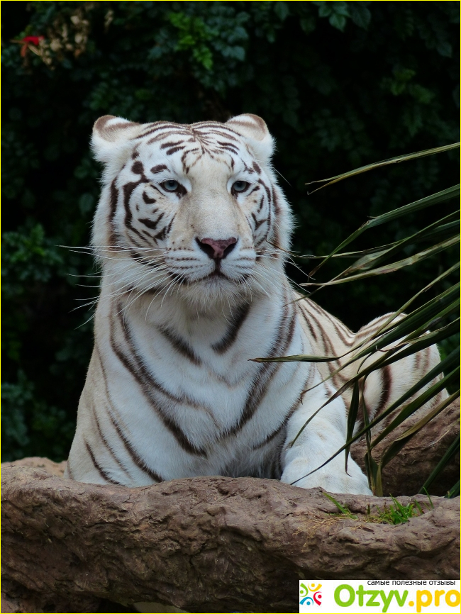 Отзыв о Интересные факты о жизни Тигров