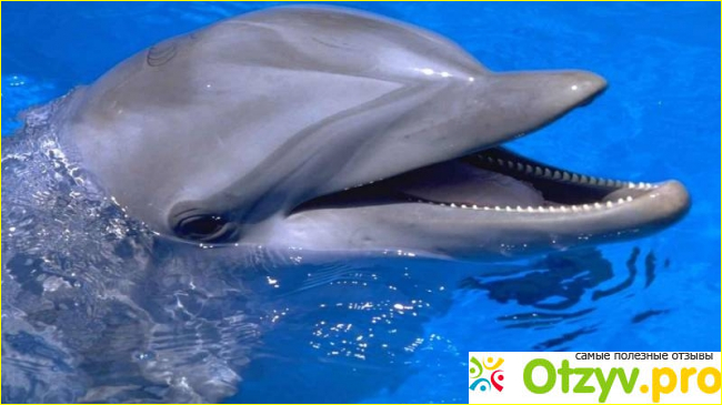 Рассказ о дельфинах. фото1